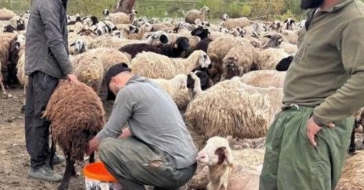 ترکیې ۲۰زره افغانانو ته د مالدارۍ په برخه کې کاري ویزې صادرې کړې دي