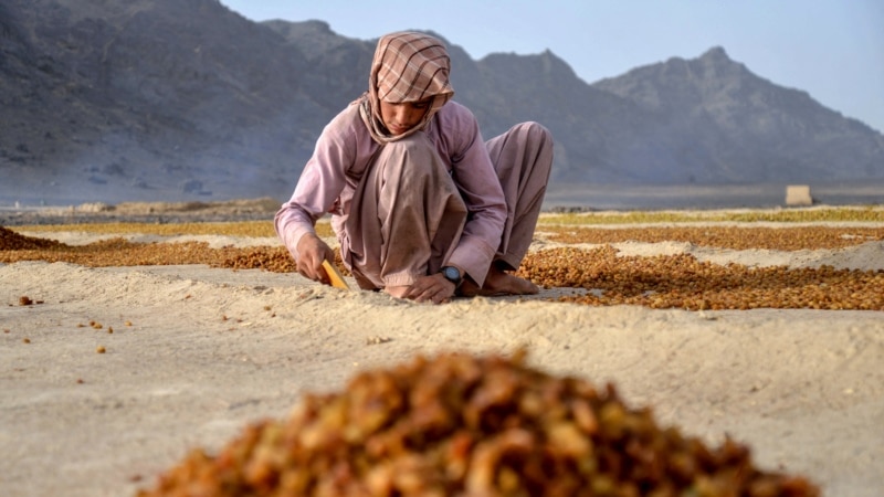 پنځو افغان کرنیزو شرکتونو ته د نړیوال بانک او ملګرو ملتونو مالي ملاتړ