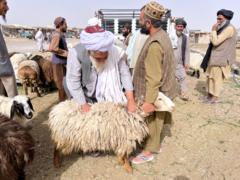 د تصویرونو البم: کندهار کې د قربانۍ څارویو د پېر او پلور بازار