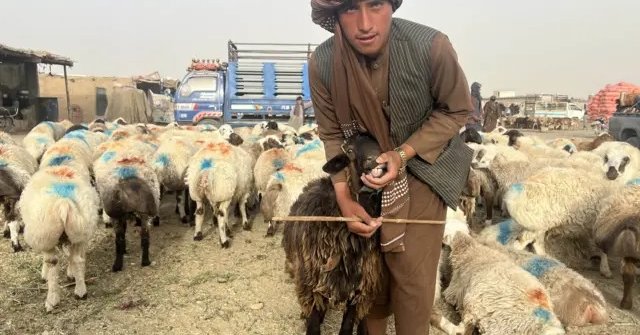 د روغتیا نړیوال سازمان سپارښتنه؛ په لوی اختر کې د قربانۍ پر مهال روغتیايي اصول مراعات کړئ