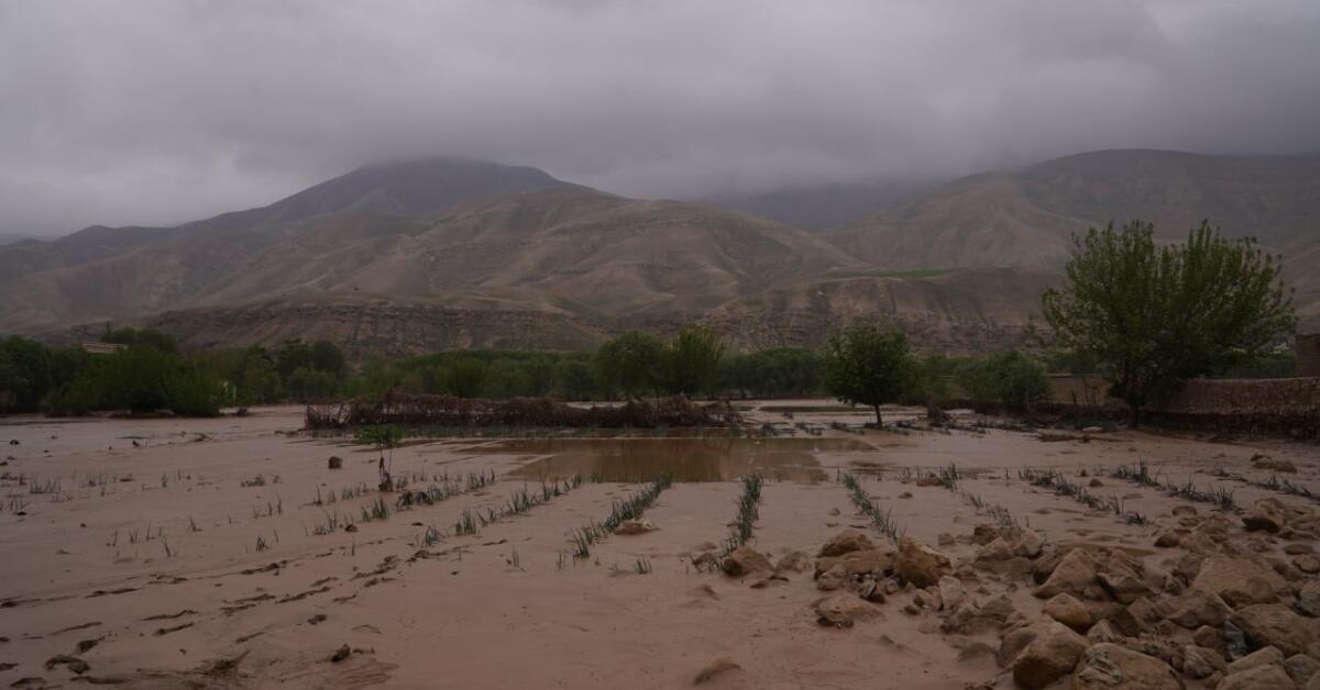 فائو: در ماه جون میزان بارندگی در افغانستان نزدیک به سطح عادی خواهد بود