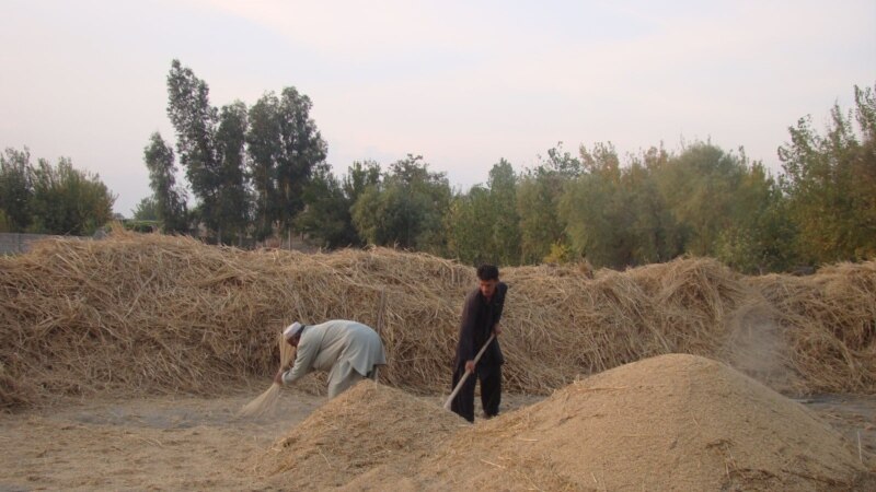 کاهش منابع آبی و افزایش گرما؛ زنگ خطر برای تولیدات زراعتی افغانستان