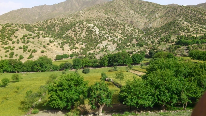 د چاپېریال نړیواله ورځ؛ ایا د ځنګلونو ساتنه د اقلیم بدلون پر وړاندې مبارزه ده؟
