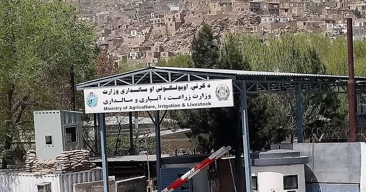 د کرنې وزارت: د بزګرانو او مالدارانو د ملاتړ لپاره یو شمېر پروګرامونه عملي شوي