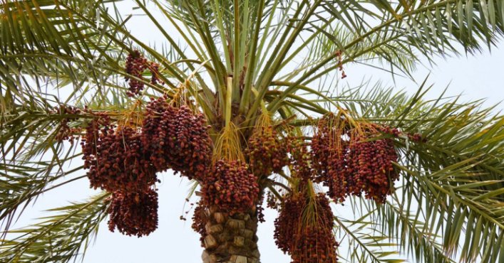 طالبان:  په هلمند کې پر ۳۰۰ جریبه ځمکه د خرما بڼونه جوړ شوي دي