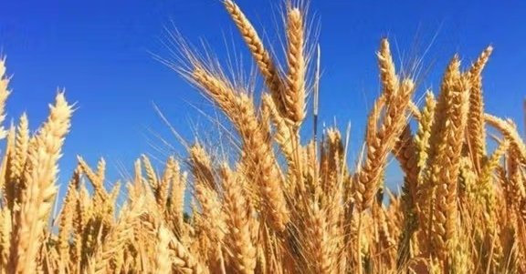 طالبان: سږکال په کاپیسا کې د غنمو حاصلات د دغه ولایت د ۴۰ سلنه نفوسو اړتیا پوره کولی شي