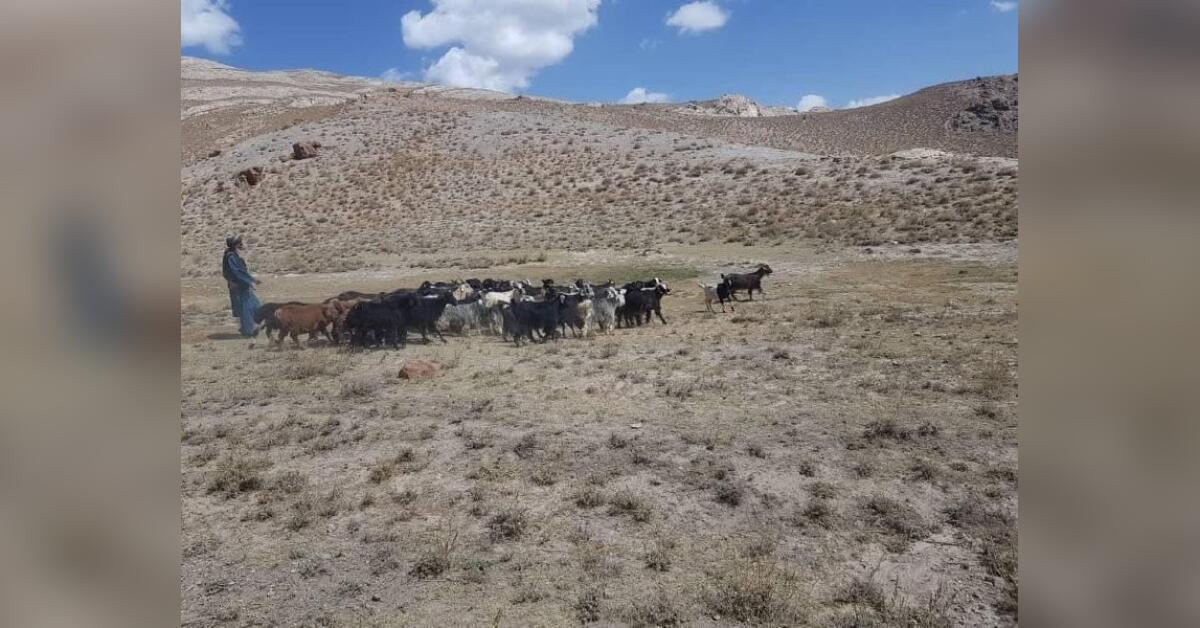 کوچی‌ها پس از هجوم به علفچرهای پنجاب بامیان؛ «از امیرالمؤمنین امر داریم»