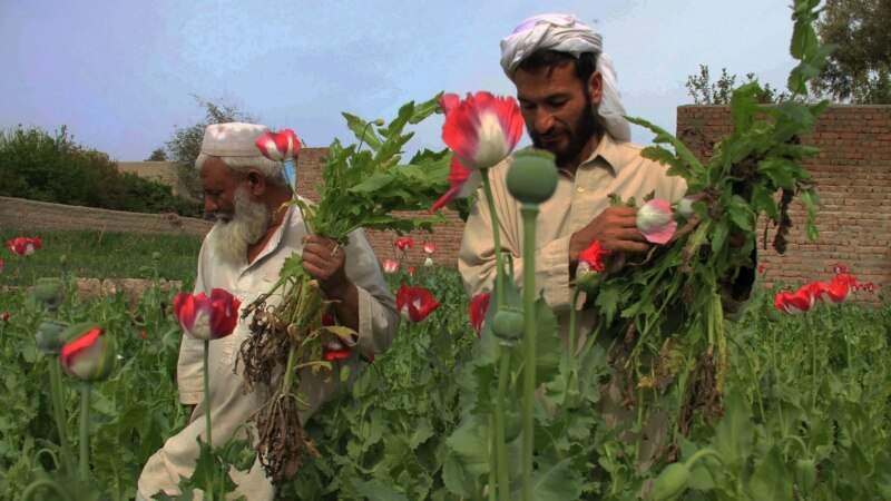 ملګري ملتونه د مخدرو موادو په وړاندې دمبارزې د نړیوالې ورځې په مناسبت وايي دغه سازمان دافغانستان د ولس ترڅنګ ولاړ دی