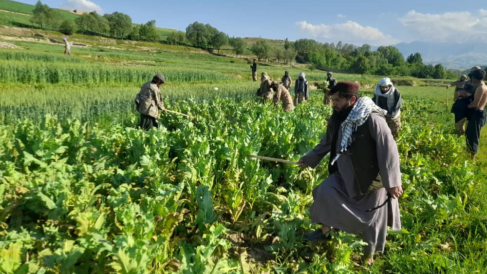 سازمان ملل: ذخایر تریاک در افغانستان می‌تواند تا پایان سال ۲۰۲۶ ادامه داشته باشد