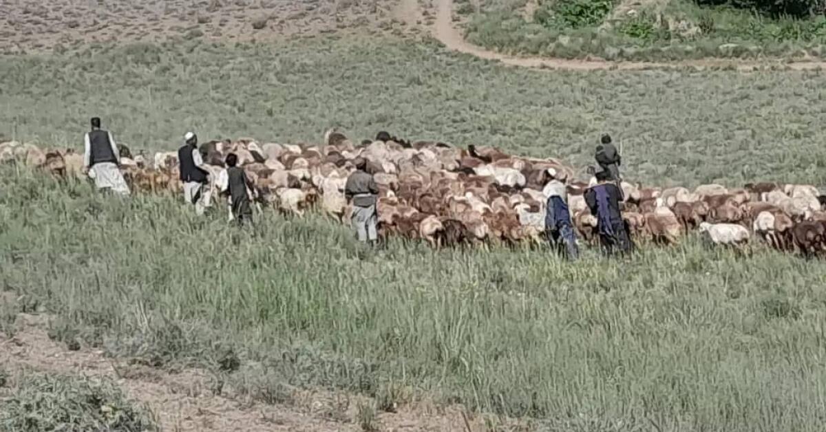 هجوم کوچی‌ها به پنجاب بامیان؛ «رمه‌ها متعلق به ملا برادر است»