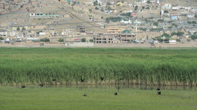 کاهش چشمگیر پروندگان کمیاب در افغانستان