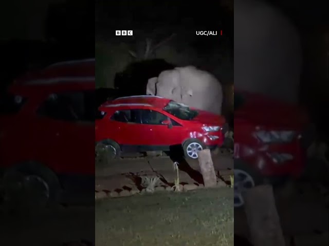 فیل په امونو پسې موټر اړوي