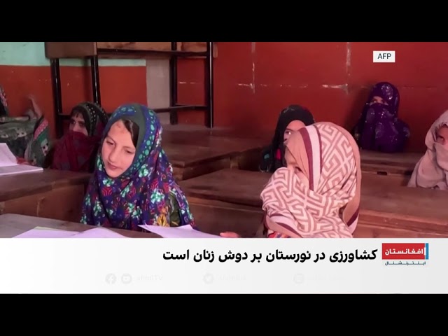 دختران نورستان میان مزرعه و رویای مدرسه