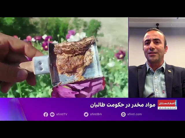 رحمتیان: کشت خشخاش در ایران افزایش یافته است