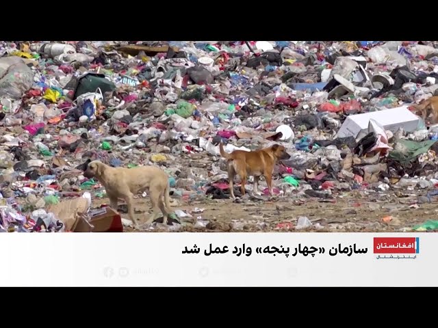 سگ‌های سرگردان به چالش جدی در کوزوو تبدیل شدند