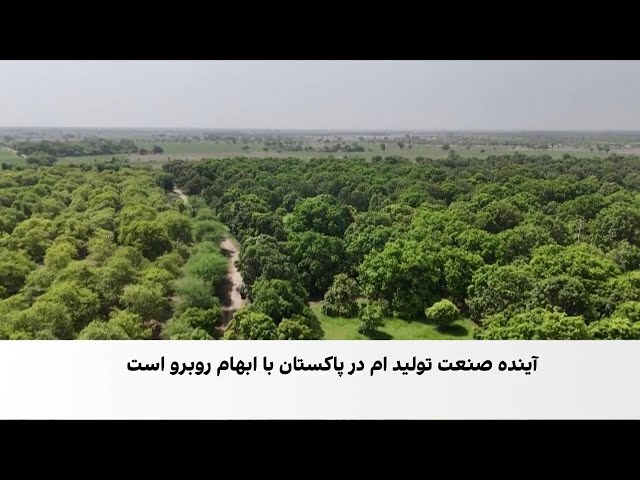 شدت گرما، انبه پاکستان را کم‌رونق کرد