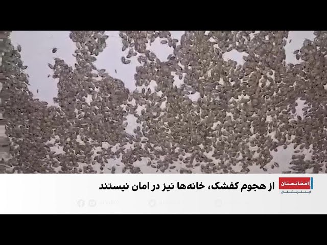هجوم حشرات به خانه‌ها و مزارع مردم در ولایت فاریاب