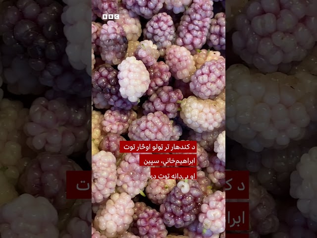 د کندهار توت، د کال لومړنۍ مېوه او د ځوانانو د راټولېدو پلمه