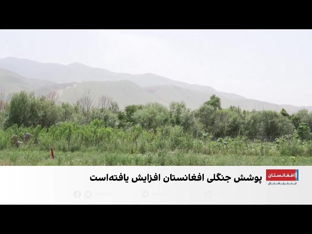 افزایش پوشش جنگلی در افغانستان