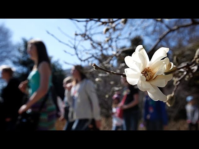 صدها نفر در لندن برای بوییدن گل نادر لاشه جمع می‌شوند