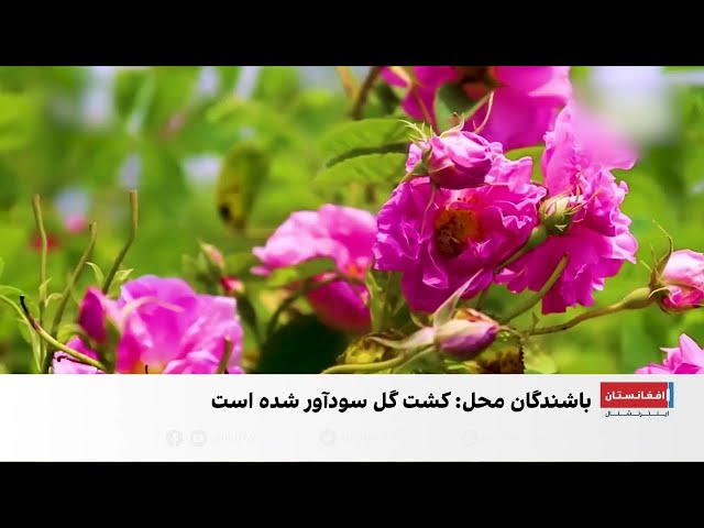 تغییر کشت کوکنار به گل در ننگرهار