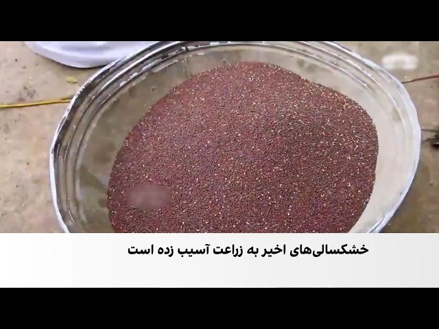 تولید روغن زغر در بلخ