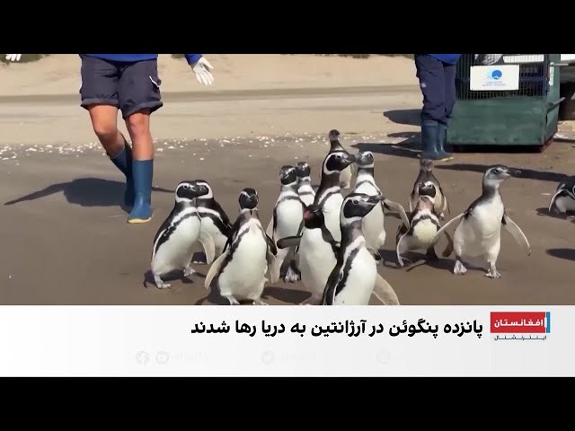 بازگشت پنگوئن‌های نجات‌یافته به سواحل آرژانتین