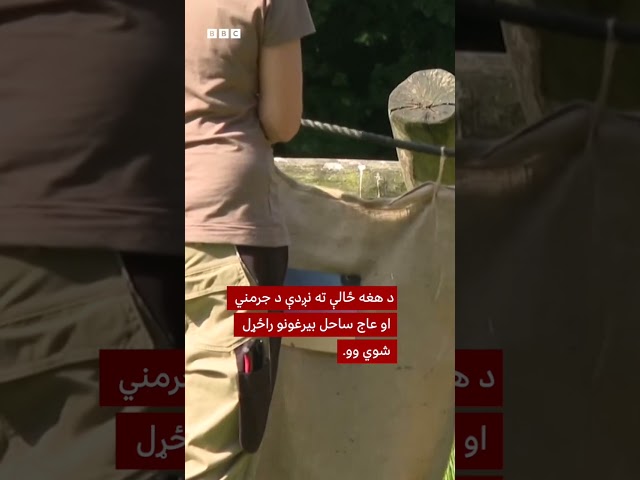 د یوه اورنګوټان لخوا د فوټبال نړیوال جام کې د جرمني د بریا وړاندوینه سمه وختله