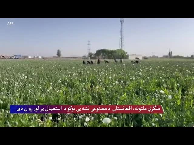 ملگري ملتونه، افغانستان کې د کوکنارو کمښت کم شوی خو د مصنوعی نشه یی توکو  استعمال پر لور روان دی