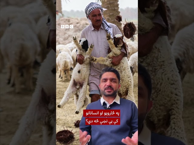کانګو ویروس ‌څنګه خپرېږي او ځان څنګه ترې ساتلی شو؟
