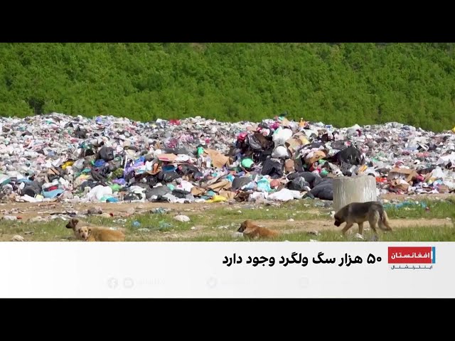 بحران سگ‌های ولگرد در کوزوو