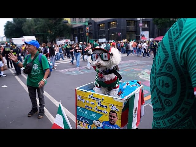 اوسیتو، سگ نجات‌یافته که در جام جهانی دل‌ها را می‌برد