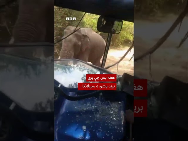 پر یوه بس د فیل برید
