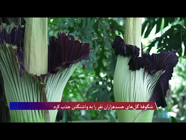 شگوفهٔ گل‌های بدبو هزاران نفر را به باغ گیاه‌شناسی واشنگتن جذب کرد