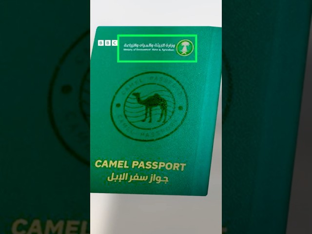 سعودي کې د اوښانو لپاره ځانګړي پاسپورټونه