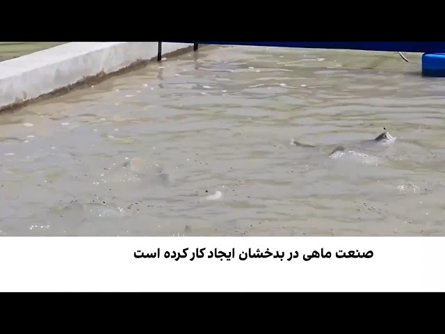 ماهی بدخشان؛ جاذبه تازه گردشگری