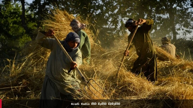 زنگ خطر برای زراعت افغانستان؛ دهقانان افغان با یک بحران تازه روبه‌رو می‌شوند