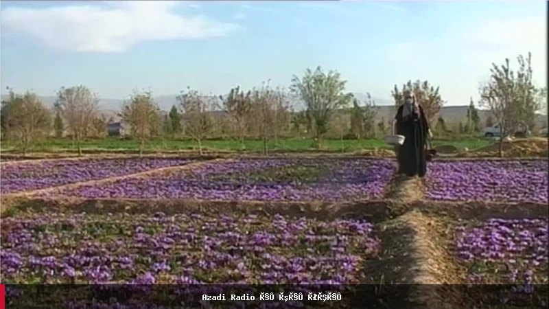 ملګرو ملتونو د کوکنارو کرونکو لپاره د بدیل کښت په برخه کې مرسته کړې