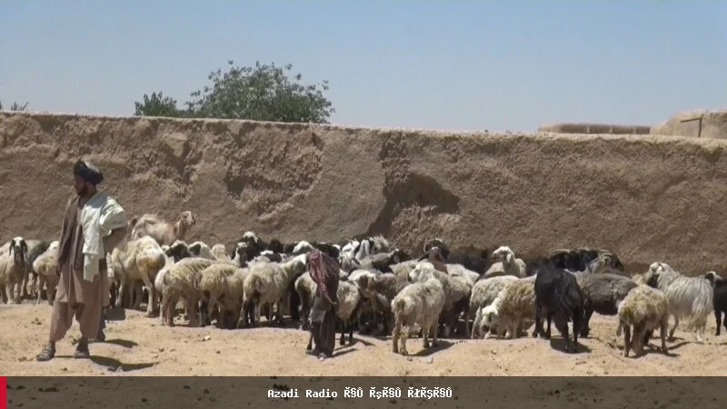 افغان کوچیان د نامعلومې راتلونکې سره مخ دي