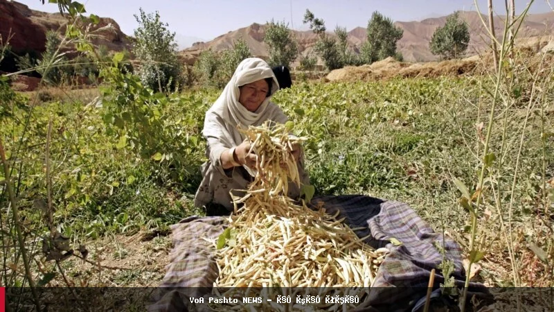 د کلیوالو ښځو نړیواله ورځ؛ افغانې بزګرې د نړیوالو مرستو غوښتنه کوي