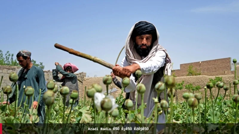 د افغانستان، پاکستان او ایران په سرحدونو کې د کوکنارو کرکیله زیاته شوې
