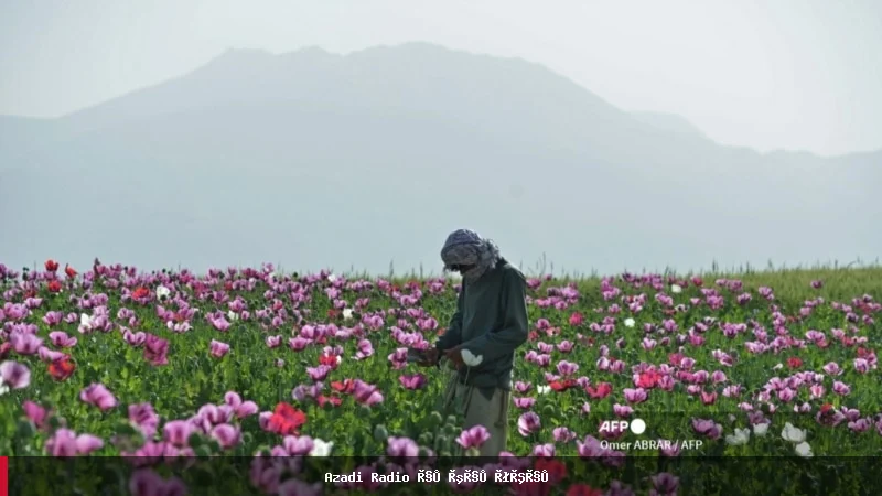 د ملګرو ملتونو راپور: د افغانستان کې د کوکنارو کښت او تولید زیات شوی