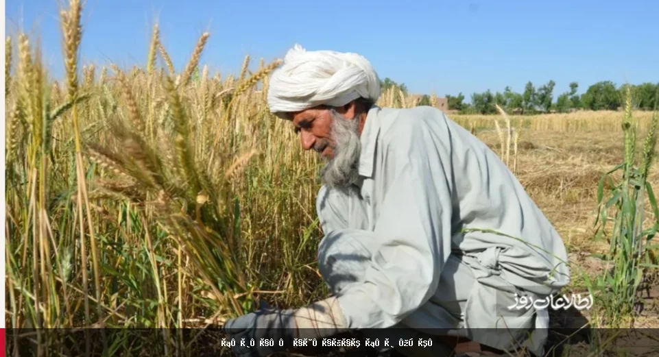 فائو: د کرنیزو سرو بیو لوړیدل د افغانستان د غنمو حاصلات ته خطر پېښوي