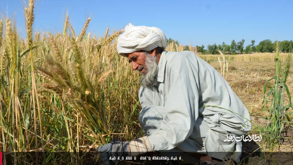 فائو: افزایش قیمت کود زراعتی، برداشت گندم افغانستان را به خطر می‌اندازد