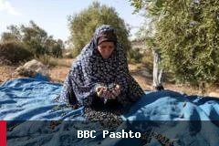 د زیتون د حاصل ټولولو پر مهال فلسطینیانو ته د اسرائیلي مېشتېدونکو بریدونه