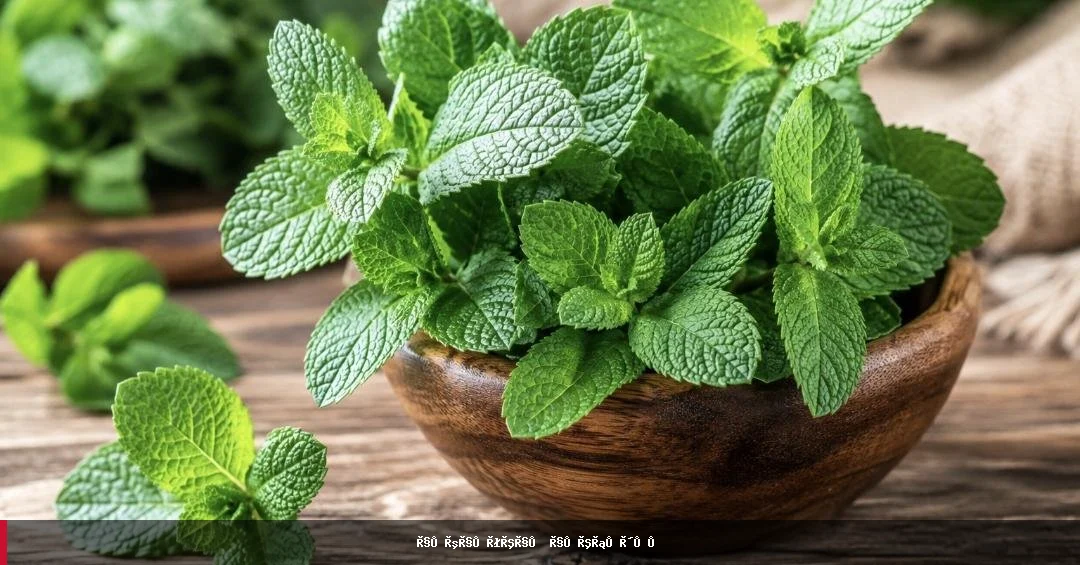 نعناع؛ د روغتیا لپاره ګټې او ځانګړتیاوې
