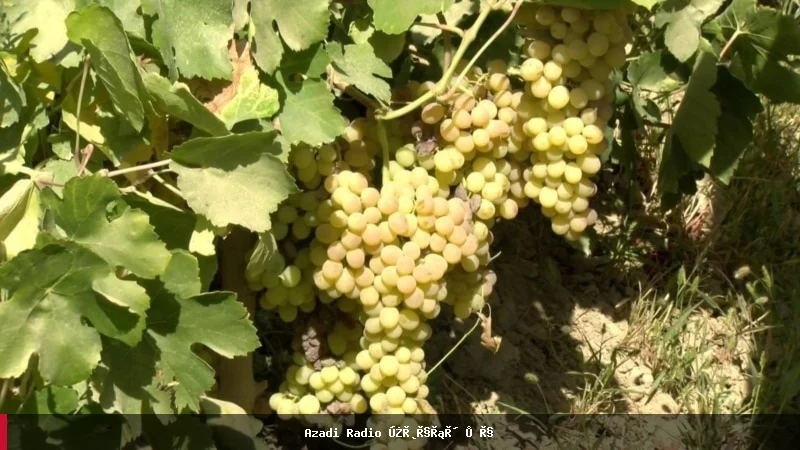 د تورخم او بولدک بندیدل؛ باغدارانو د انګور حاصلاتو د ضایع کېدو اندیښنه لري