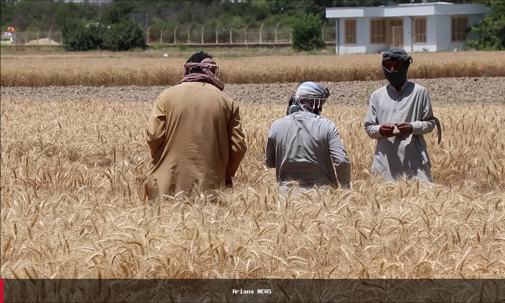 FAO appeals for $38 million to safeguard Afghanistan’s 2027 wheat harvest